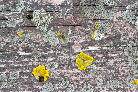 The old wood texture with natural patternsの写真素材