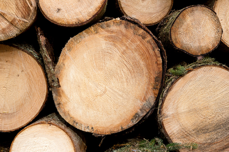 Pile of wood logs ready for winter