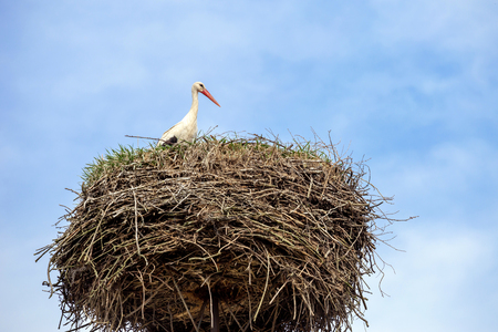 White stork on the nest in the spring.の写真素材