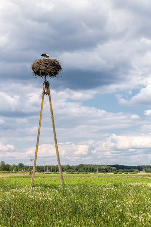 Summer landscape with stork at nest.の写真素材
