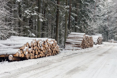 Pile of wood logs ready for winter.