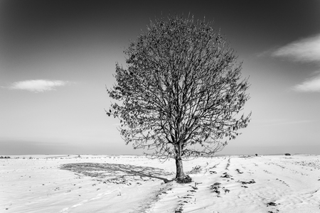 Lonely tree on the snow fieldの写真素材