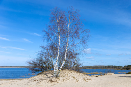 Trees on the dunes with water in the background.の写真素材