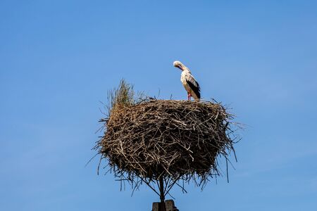 White stork on the nest in the springの写真素材
