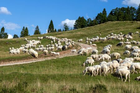 Sheep in a mountain pasture