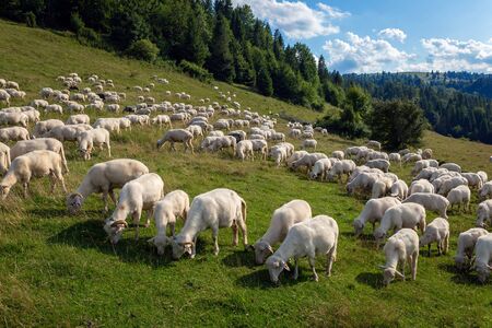 Sheep in a mountain pastureの写真素材