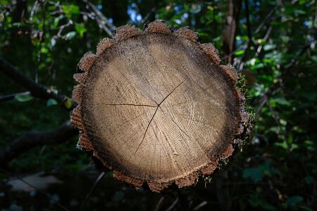 Cross section through the trunk of the treeの写真素材