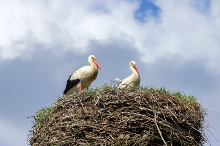 Two white stork on the nest in the spring.の写真素材