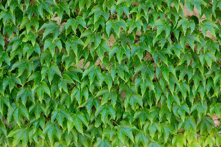 Green leaves wall for use as a background.の写真素材