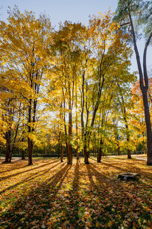 Trees in the park on a sunny autumn day.の写真素材