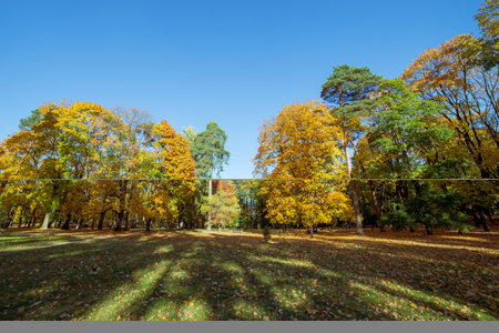 Trees in the park on a sunny autumn day.の写真素材