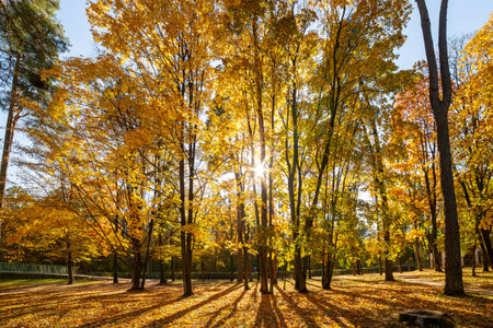 Trees in the park on a sunny autumn day.の写真素材