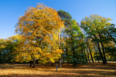 Trees in the park on a sunny autumn day.の写真素材