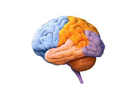 Human brain lobes, anatomy structure, infographic, Psychology concept. Functions of the mind,...