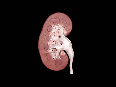 human kidney anatomy, cross section, 3D rendering