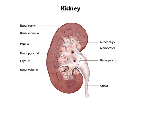 Human kidney anatomy, cross section, 3d modelingの写真素材