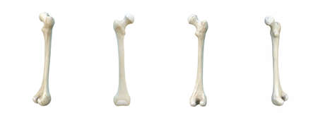 Right human femur bone, set, white background, bones, 3d renderingの写真素材