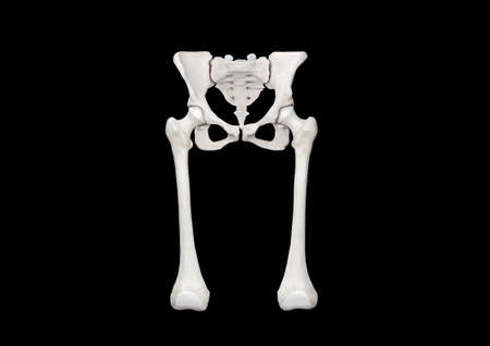 bone, pelvis, femur, Anterior view, black background, 3d renderingの写真素材