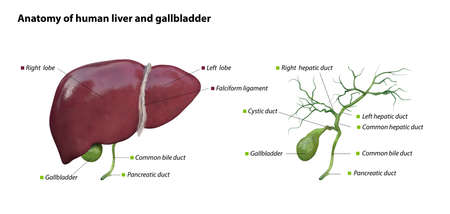 liver and gallbladder anatomy structure. hepatic system organ, Human liver for medical drugs,...