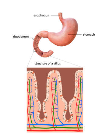 human stomach, anatomy detail, illustration of a human stomach, 2d, illustration