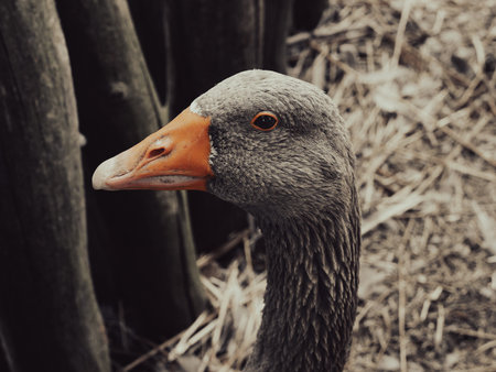 Greylag goose Anser anser large goose waterfowl Anatidae Portrait, photoの写真素材