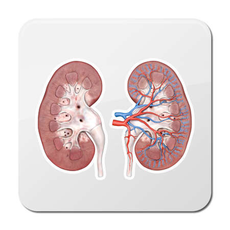 Human kidney cross section on scientific background. 3d render illustration