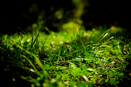Shot made to grass.