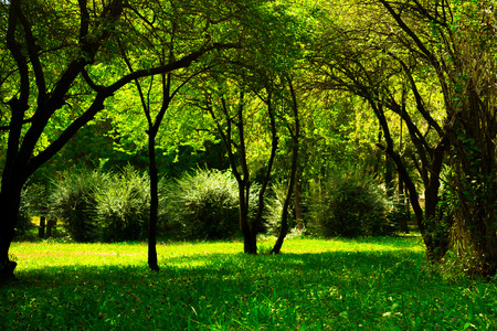 Forest glade in September at dawnの写真素材