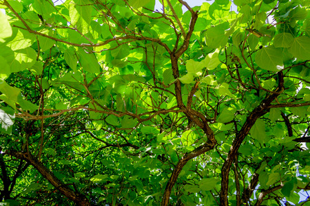 Green leaves and branches. Nature love earth concept for design and decorationの写真素材