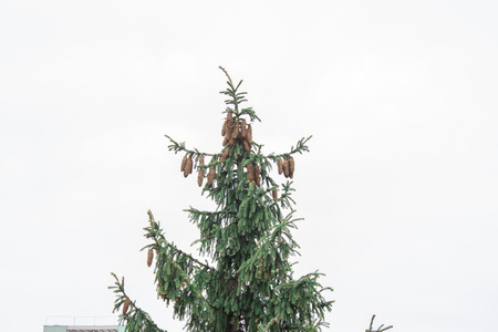 Shot of a fir peak full of pineconesの写真素材