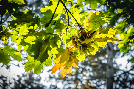 Fantastic and wonderful colors of autumn forest nature. Mapple leavesの写真素材