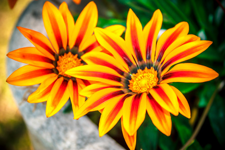 Two vibrant beautiful flowersの写真素材