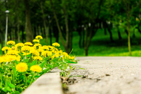 dandelions on the edge of an alley in a park on a cloudy dayの写真素材