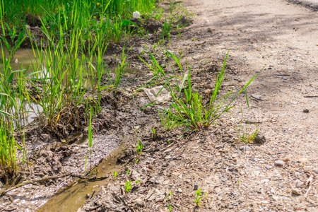 Shot to a dry road in the summer with a few grass leaves growingの写真素材