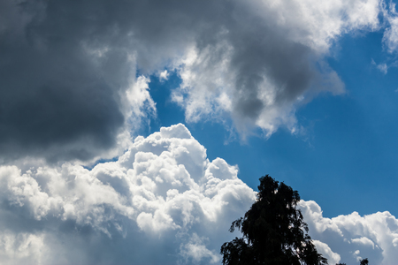 Shot of a tree silhouette with storm clouds in the backgroundの写真素材