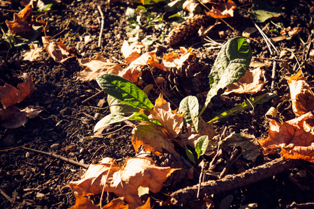 Pile brushwood and dry leaves in the forest in autumnの写真素材