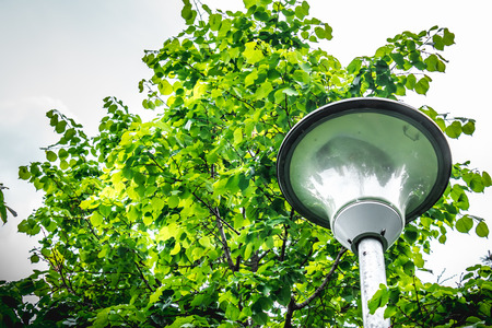 Closeup shot to a street lantern with a tree in background with green leaves in a cloudy dayの写真素材