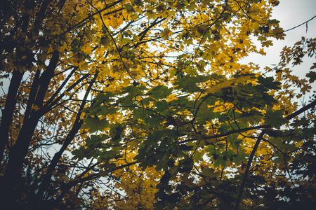 Colorful foliage in the autumn park Fall leaves Autumnal trees Maple in vintage colorの写真素材
