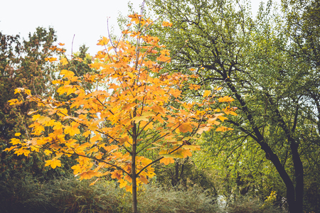 Colorful foliage in the autumn park Fall leaves Autumnal trees Maple in vintage colorの写真素材