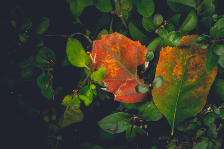 Colorful foliage in the autumn park Fall leaves Autumnal trees Maple in vintage colorの写真素材