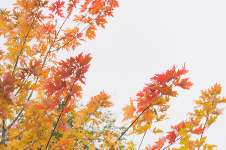 Colorful foliage in the autumn park Fall leaves Autumnal trees Maple in vintage colorの写真素材
