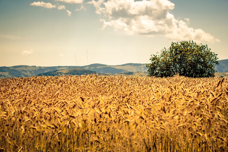 Field of wheatの写真素材