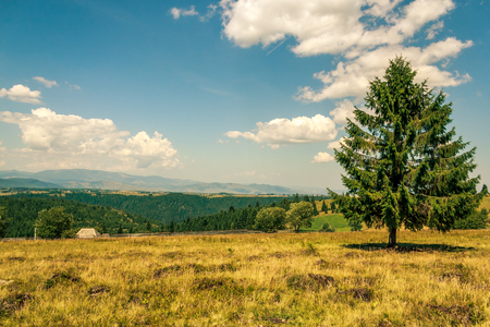 Shot of a tree made in Marisel, Romaniaの写真素材