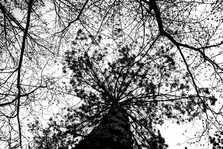 Shot of a tree in Black & Whiteの写真素材