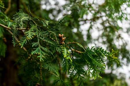 Shot made to a bud in a park at springの写真素材