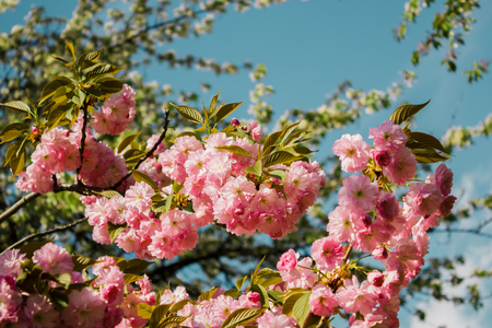 Beautiful cherry blossom in the springの写真素材