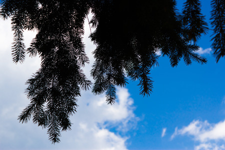 Fir branches in a cloudy spring dayの写真素材