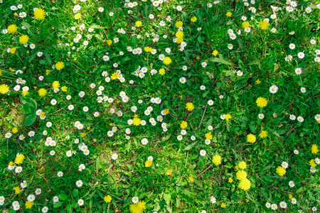 Shot of dandolines growing together with chamomiles in flat lay styleの写真素材