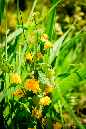 Shot of a yellow flower growin in the light of sunの写真素材