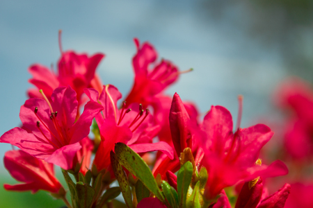 Pink flower in late springの写真素材